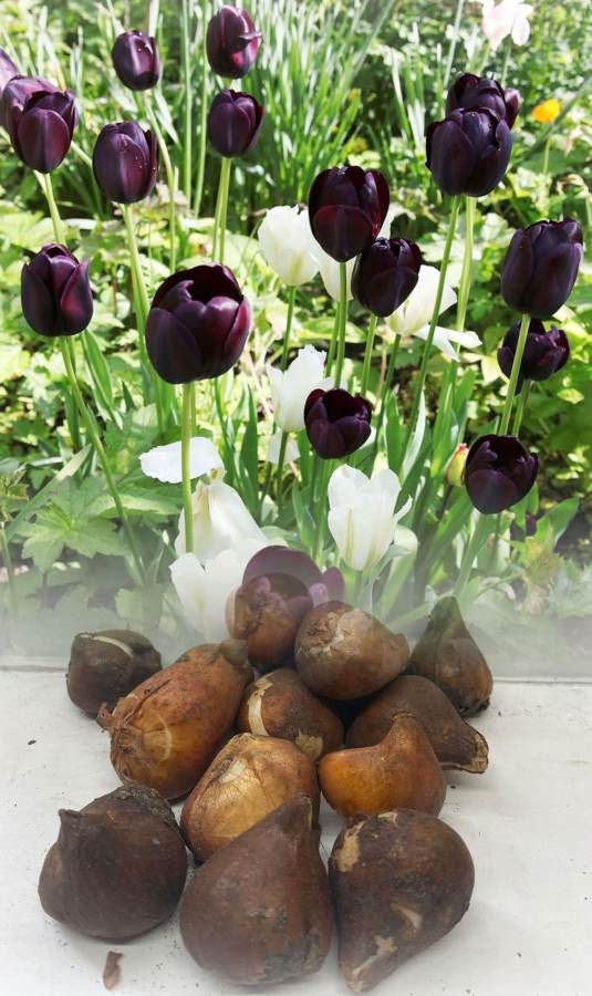 Tulip Queen of the night (Black) - Bulbs (set of 5)--1