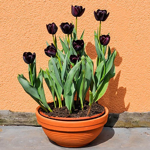 Tulip Queen of the night (Black) - Bulbs (set of 5)