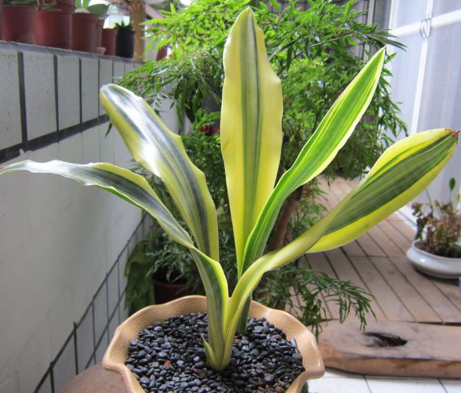 Variegated Sansevieria Golden Plant (1pc)---1