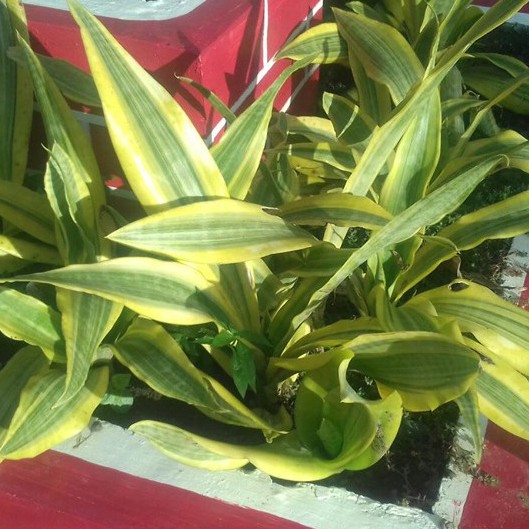 Variegated Sansevieria Golden Plant (1pc)---2