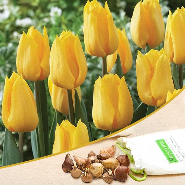 nurserylive-bulb-tulip-yellow-flower-bulbs_600x600