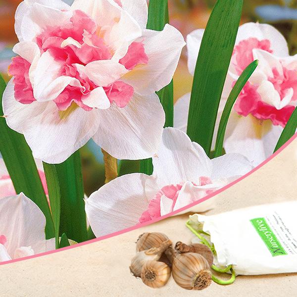 nurserylive-bulbs-daffodil-delnashaugh-white-pink-flower-bulbs_600x600