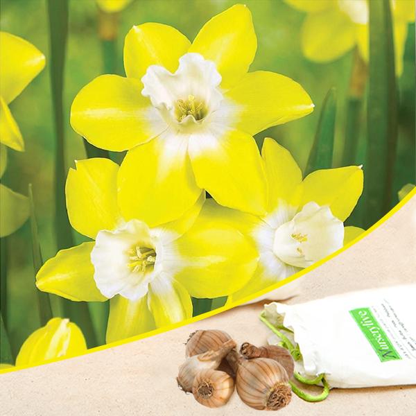 nurserylive-bulbs-daffodil-pipit-intrigue-4-flower-bulbs_600x600