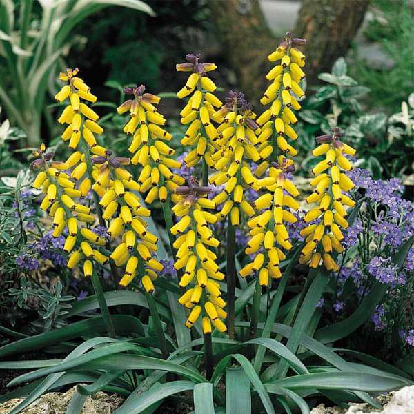 nurserylive-bulbs-muscari-grape-hyacinth-yellow-bulbs-16969038659724_600x600