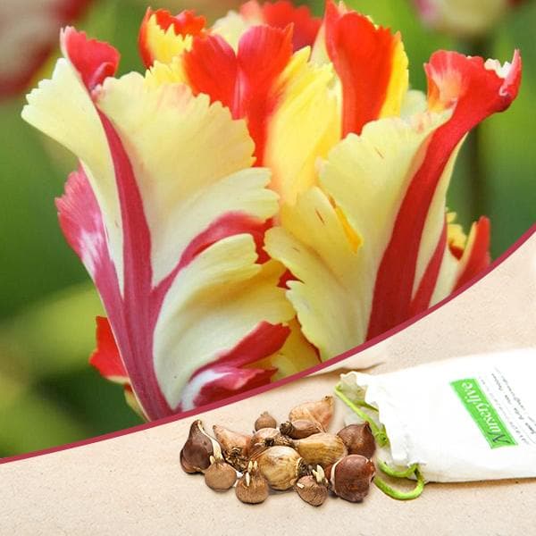 nurserylive-bulbs-tulip-flame-yellow-red-flower-bulbs_600x600