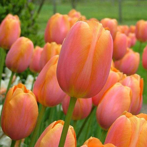 nurserylive-bulbs-tulip-salmon-van-eijk-pink-bulbs-16969407365260_600x600