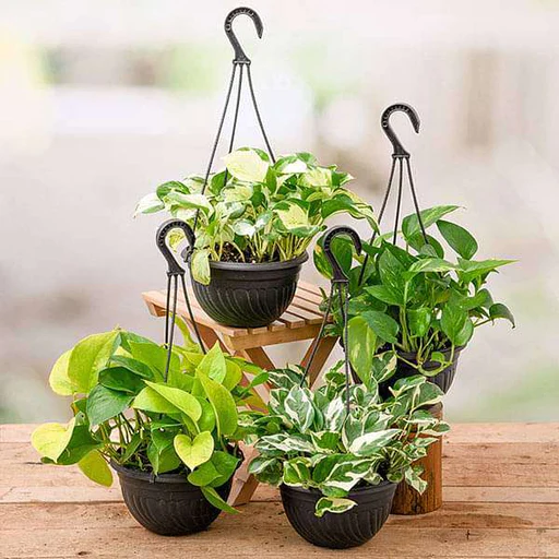 nurserylive-combo-packs-plants-4-money-plants-in-hanging-baskets-16969034170508_512x512 main img