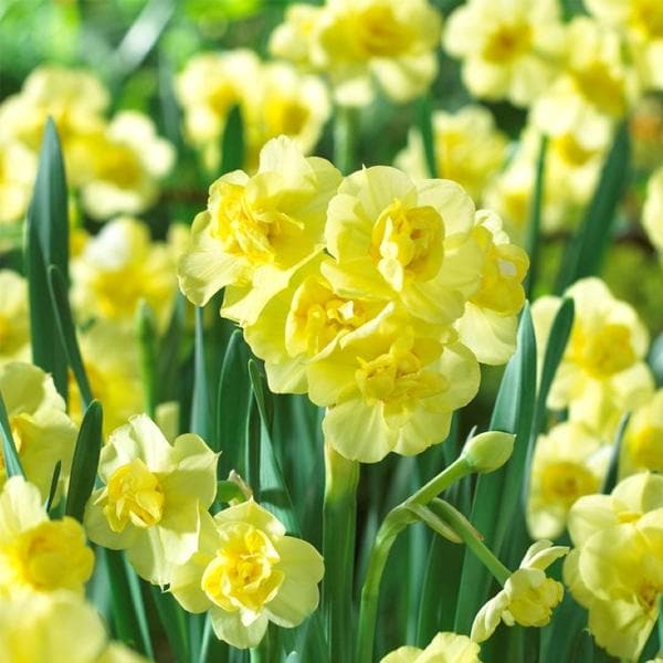 nurserylive-daffodil-narcissus-cheerfulness-yellow-flower-bulbs_600x600