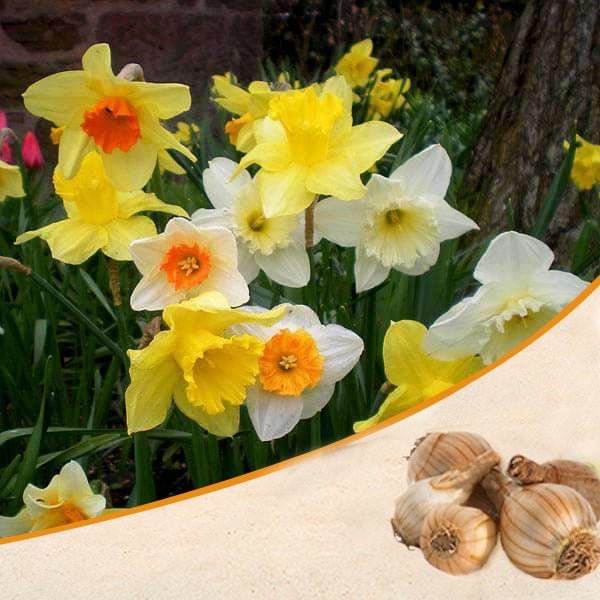 nurserylive-g-daffodil-random-color-flower-bulbs-726523_600x600