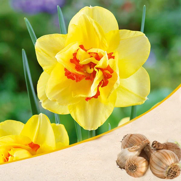nurserylive-g-daffodil-tahiti-yellow-orange-bulbs-407804_600x600