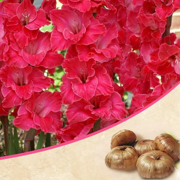 nurserylive-g-gladiolus-pink-10-flower-bulbs-757098_362x362