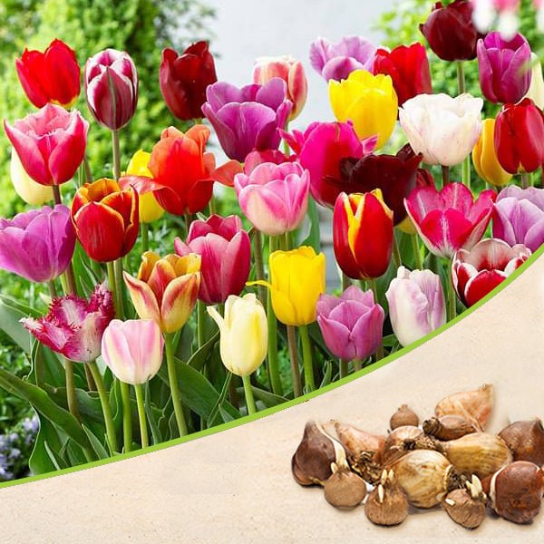 nurserylive-g-tulip-random-color-bulbs-681697_600x600