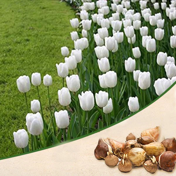 nurserylive-g-tulip-royal-virgin-white-bulbs-660895_600x600