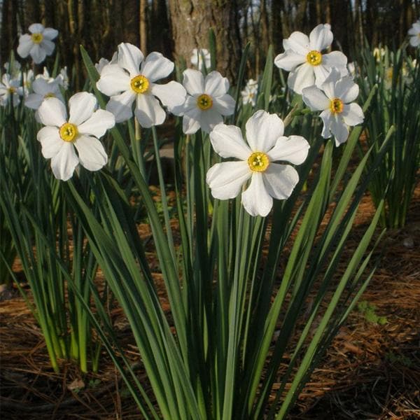 nurserylive-narcissus-poeticus-nargis_600x600