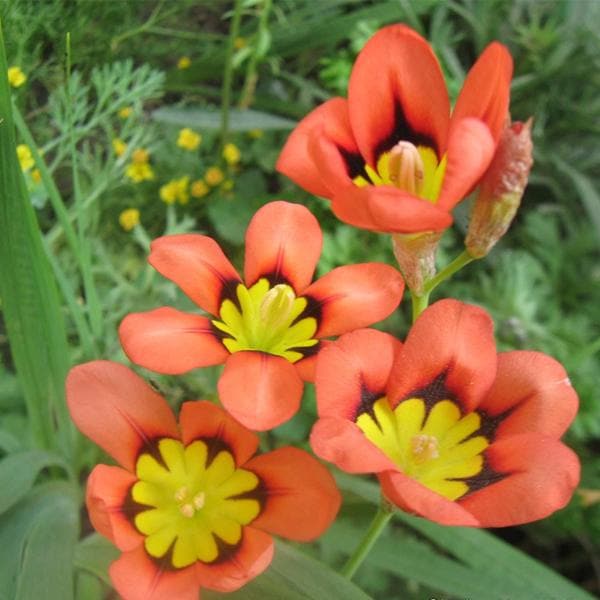 nurserylive-sparaxis-orange-flower-bulbs_600x600