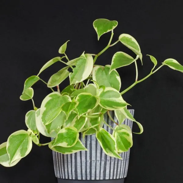 peperomia-Creeper-Plant-sapling (1)