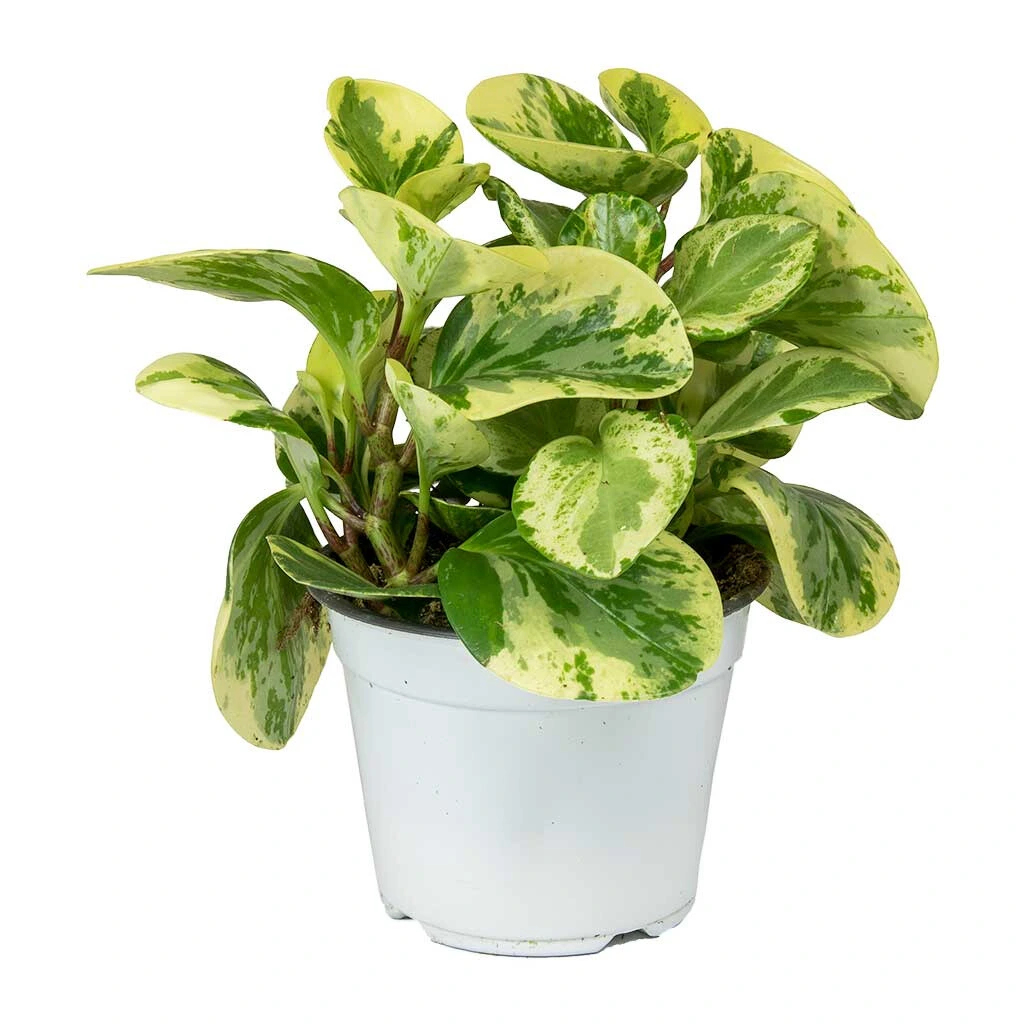 peperomia-obtusifolia-variegated