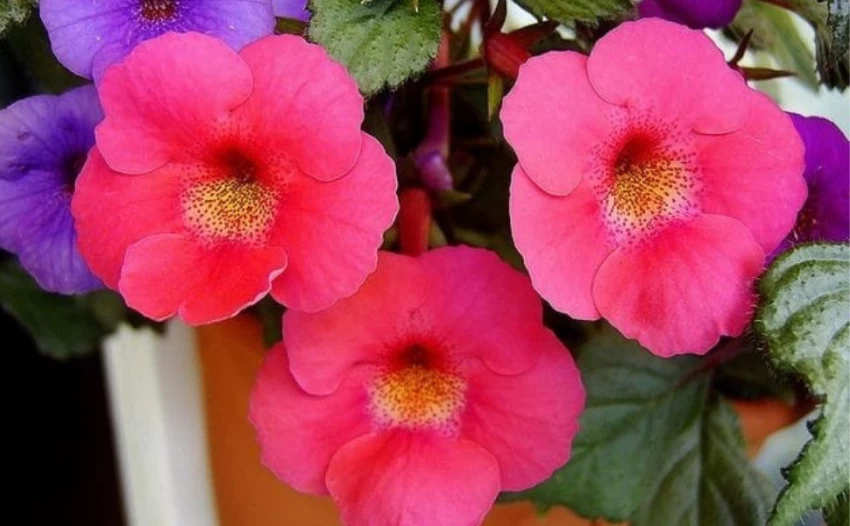 Achimenes (Mix Colors) - Bulbs (set of 10)