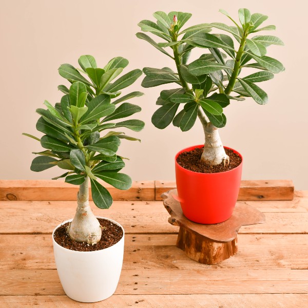 Adenium Seeds (3 Seeds)-