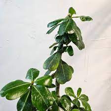 Adenium Seeds (3 Seeds)