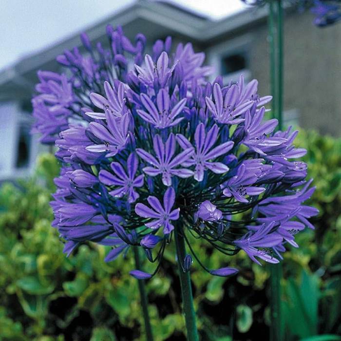 Agapanthus (Blue) - Bulbs (set of 5)-1