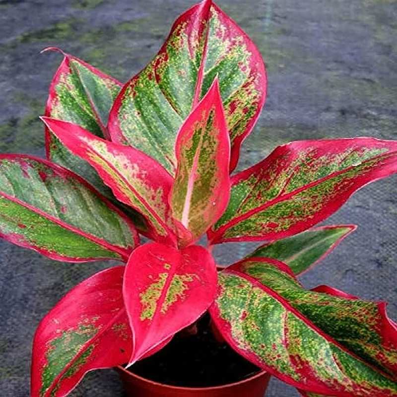 Aglaonema Lipstick Plant Sapling (1pc)--2