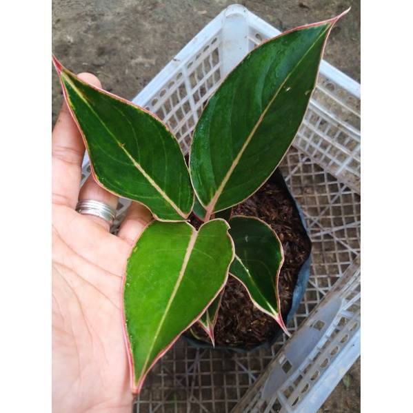 Aglaonema Lipstick Plant Sapling (1pc)--3