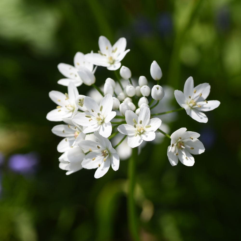 Allium Cowani (White) - Bulbs
