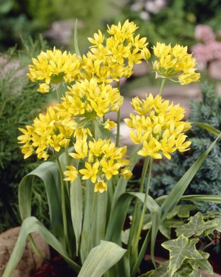 Allium Moly (Yellow)