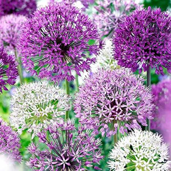 Allium (Random Color) - Bulbs--
