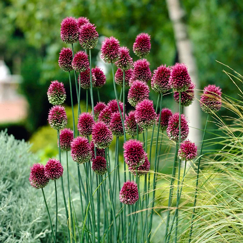 Allium sphaerocephalon (Wine Color)