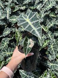 Alocasia Amazonica Plant Sapling (1pc)---