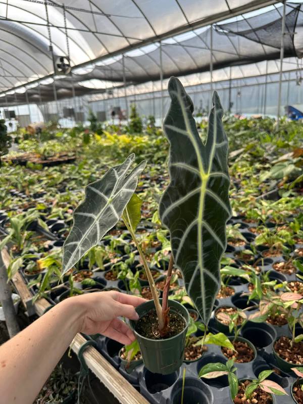 Alocasia Amazonica Plant Sapling (1pc) --- -1