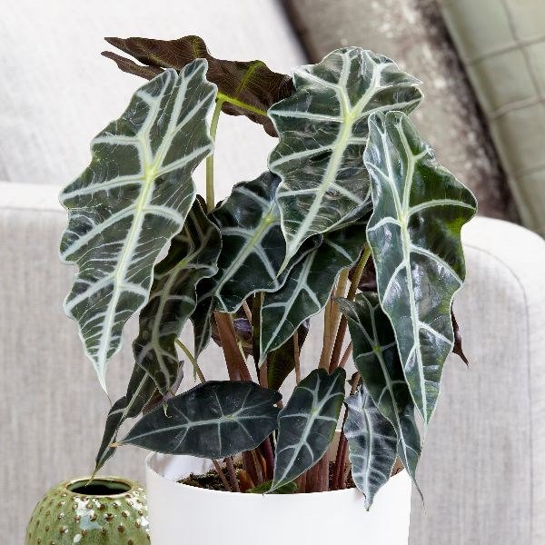 Alocasia Amazonica Plant Sapling (1pc)