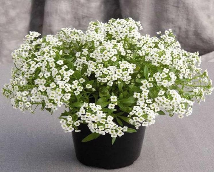 Alyssum Flower Seed--1