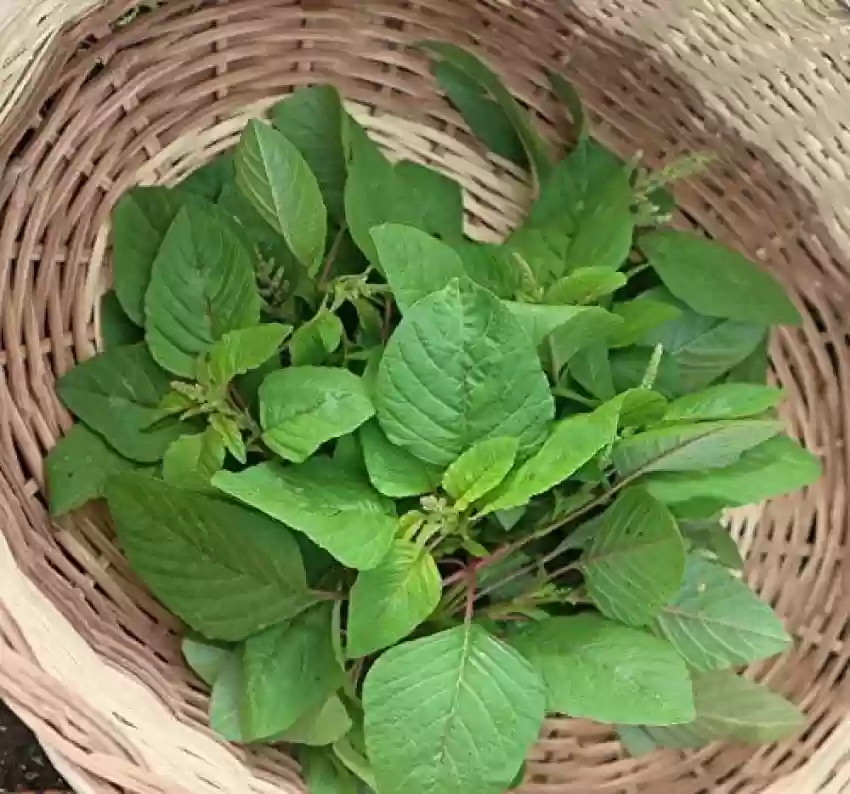 Amaranth (Thotakura) Seeds (10 Seeds)-