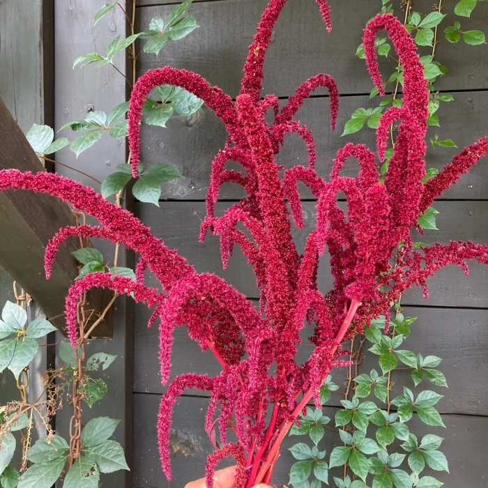 Amaranthus Red Seeds (10 seeds)-1