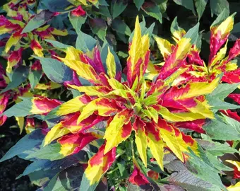 Amaranthus Tricolour seeds