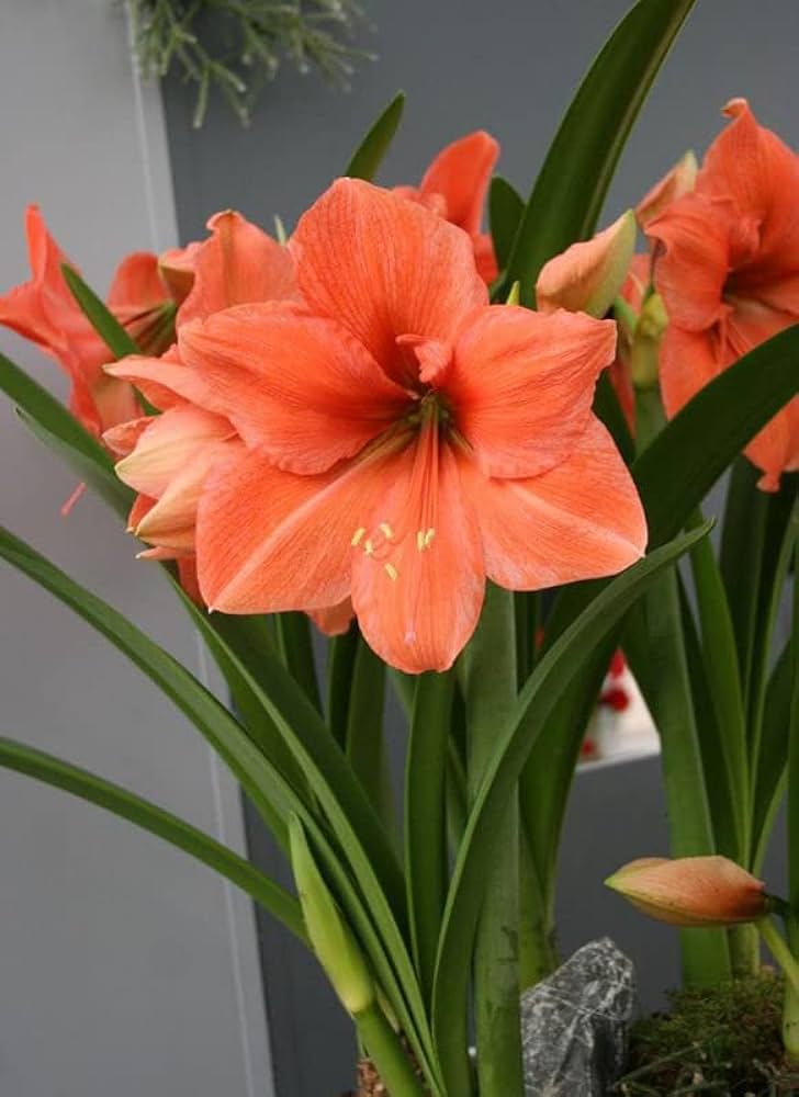 Amaryllis Lily Double (Orange)