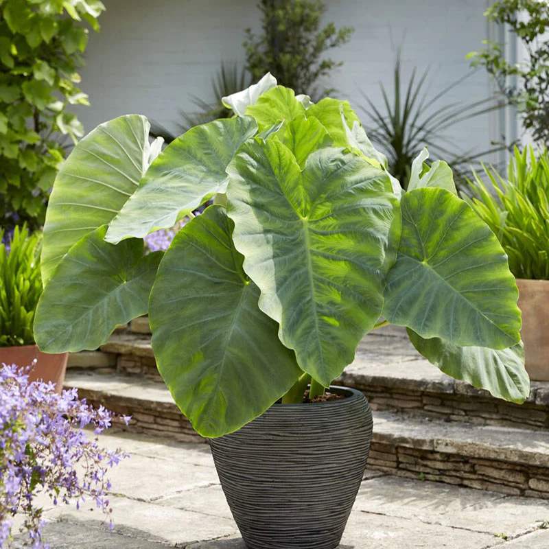 American Elephant Ear Bulb (1pc)- - 1