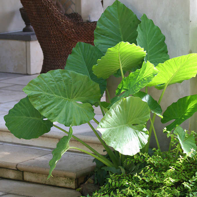 American Elephant Ear Bulb (1pc)
