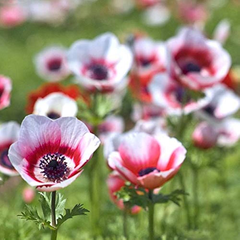 Anemone Bicolor (White, Red) - Bulbs (set of 5)
