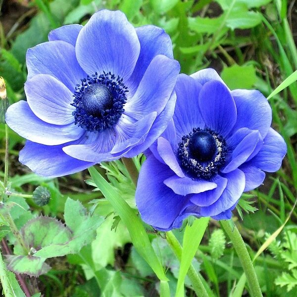 Anemone (Blue) - Bulbs (set of 5)