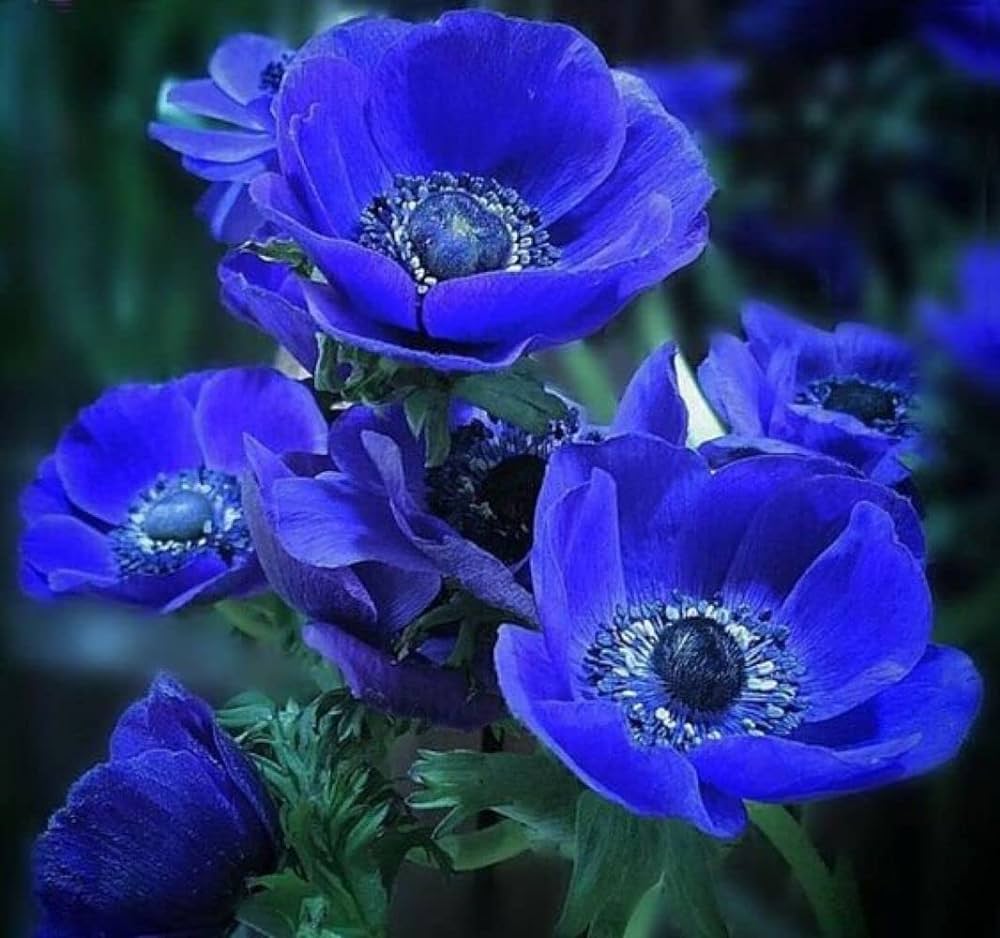Anemone (Dark Blue Crown) - Bulbs (set of 5)