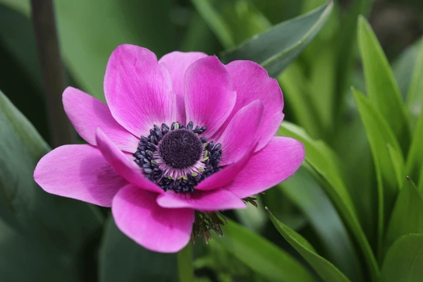 Anemone De Caen Sylphide (Magenta)