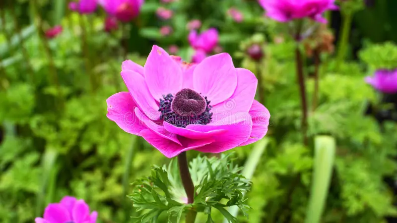Anemone The Admiral (Pink)