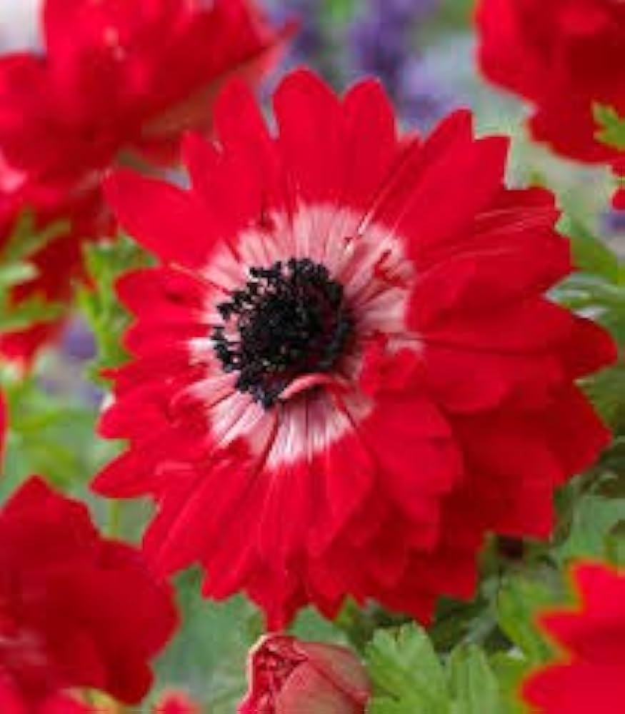 Anemone The Governor (Red) - Bulbs (set of 5)