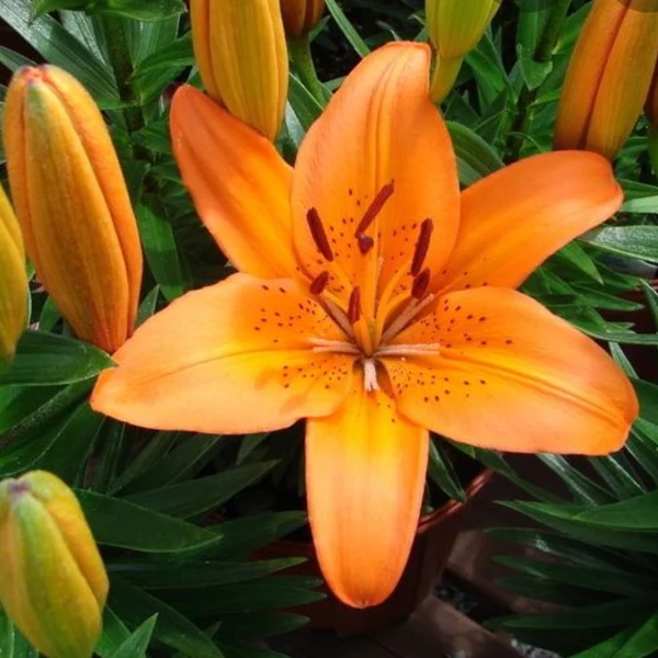 Antequera Asiatic Lily (Orange) - Bulbs (set of 5)