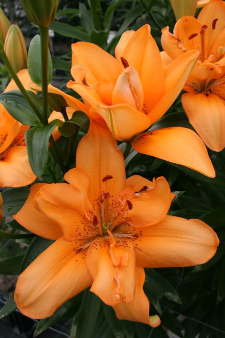 Antequera Asiatic Lily (Orange)