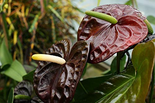 Anthurium Chocolate Plant Sapling (1pc)---